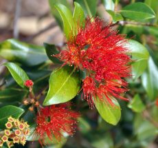 Australian Native Flowers - Zenscape Gardens