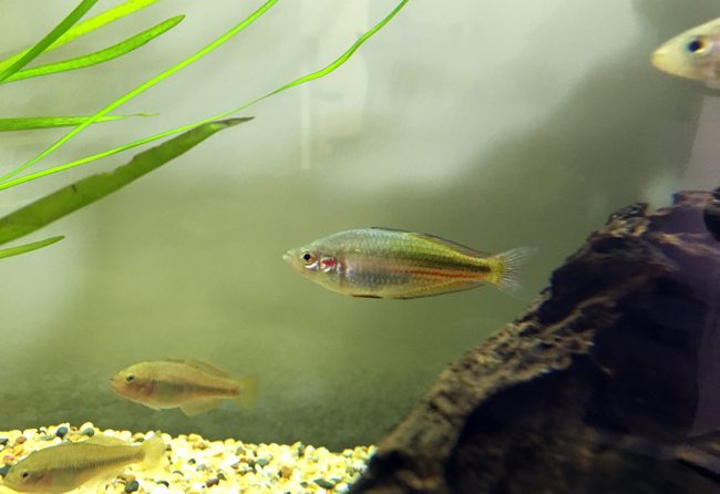 Crimson spotted rainbow fish - Zenscape Gardens